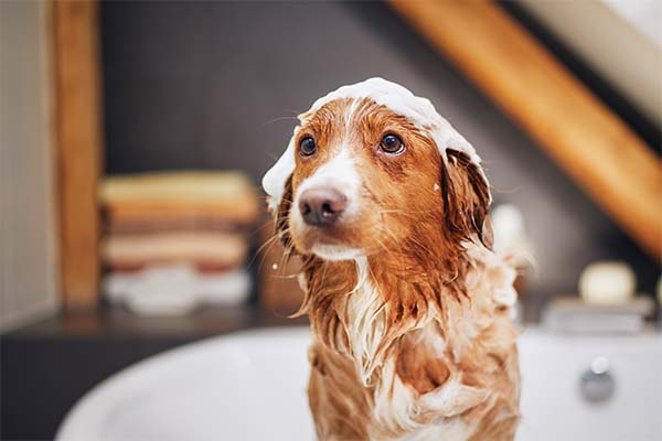 Dog shampoo for itchy skin